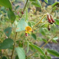 Rhynchosia cana (Willd.) DC.